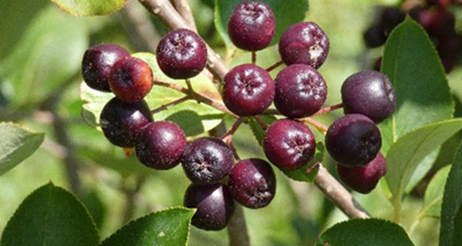 Aronia Image