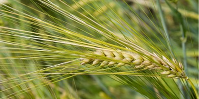 Barley Image