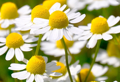 Chamomile Image