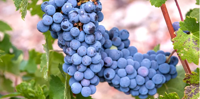 Grapes Image