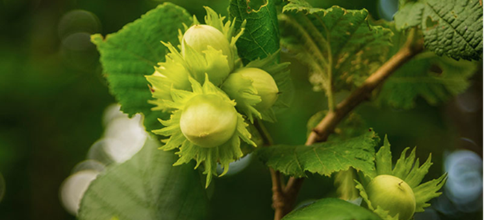 Hazelnut Image