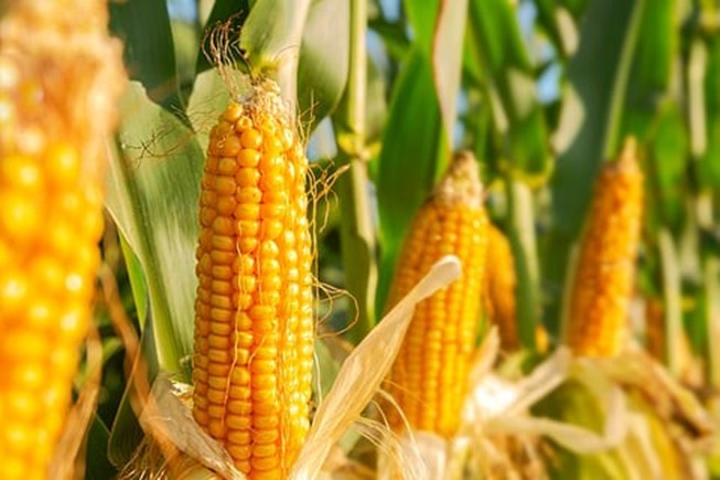 Maize Image