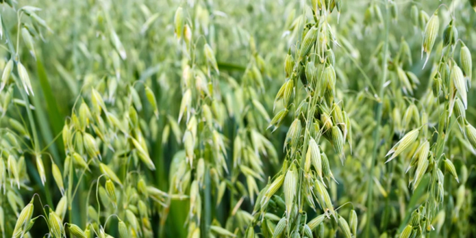 Oat Image