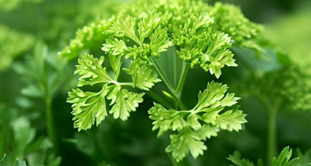 Parsley Image