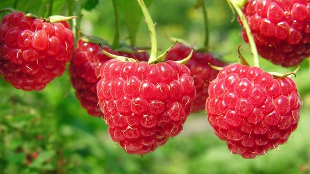 Raspberry Image