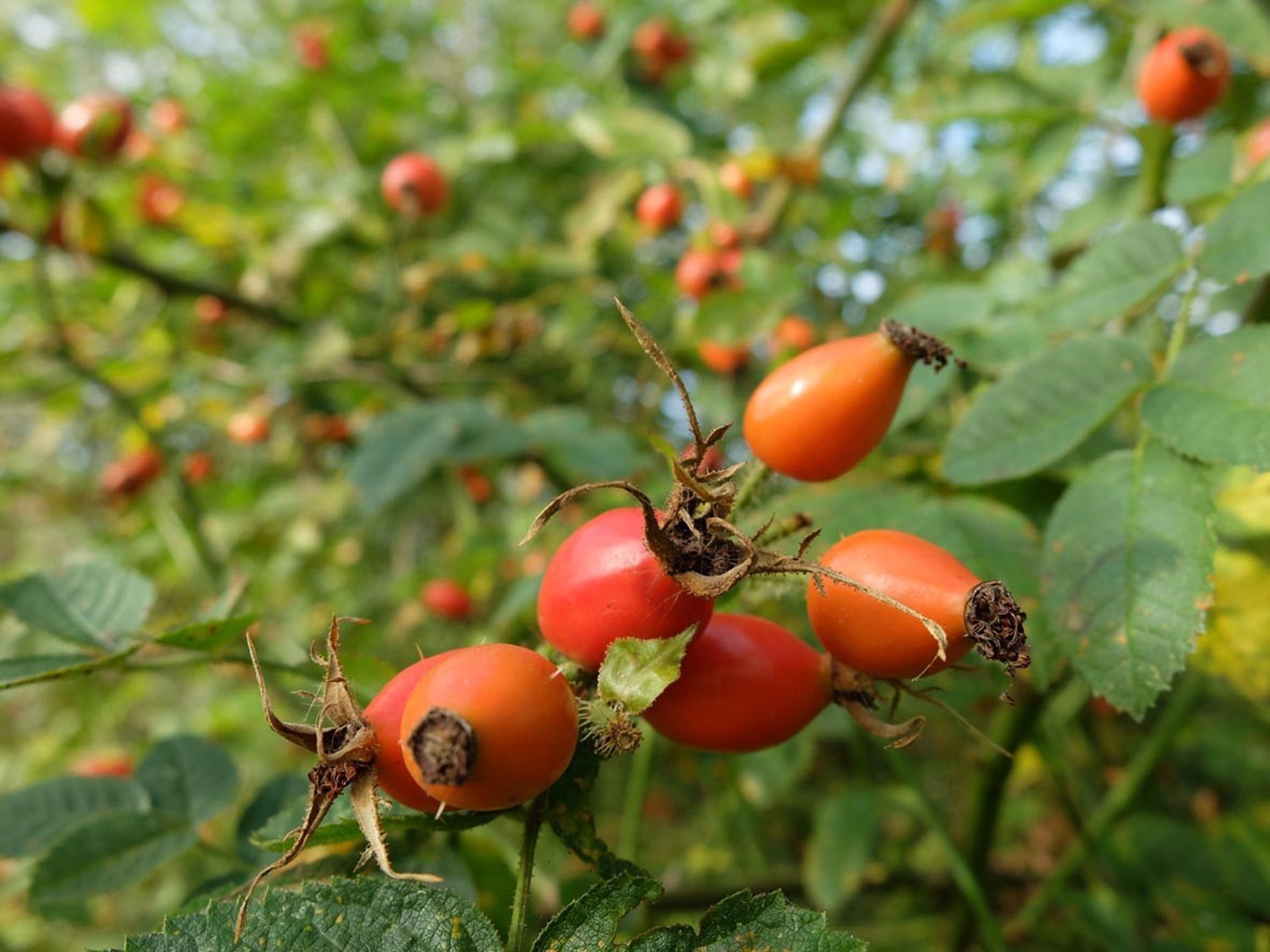Rosehip Image
