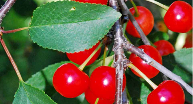 Sour Cherry Image