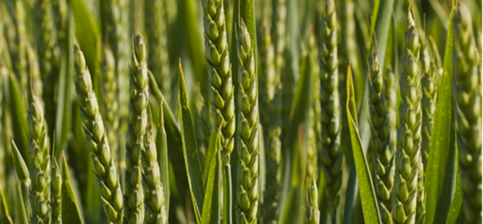 Wheat Image