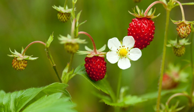 Wild Strawberry Image