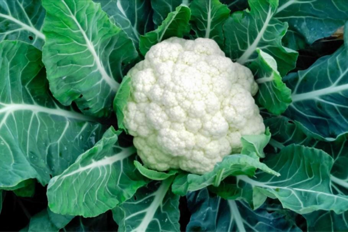 Cauliflower Growing