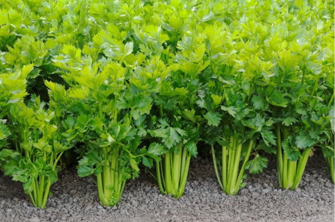 Celery Plant