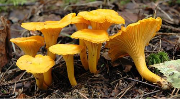 Chanterelle Image