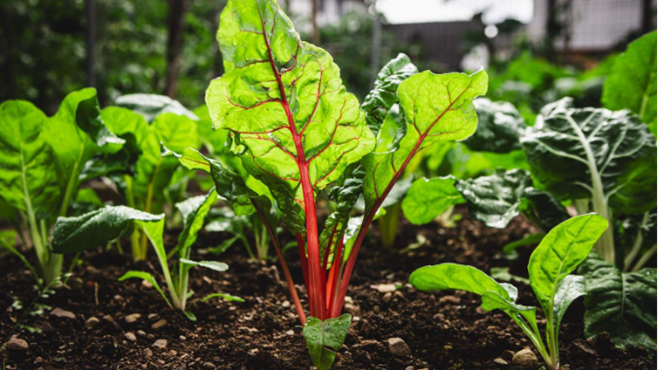 Chard Plant