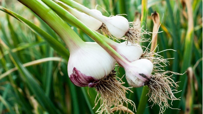How to grow garlic - Patch