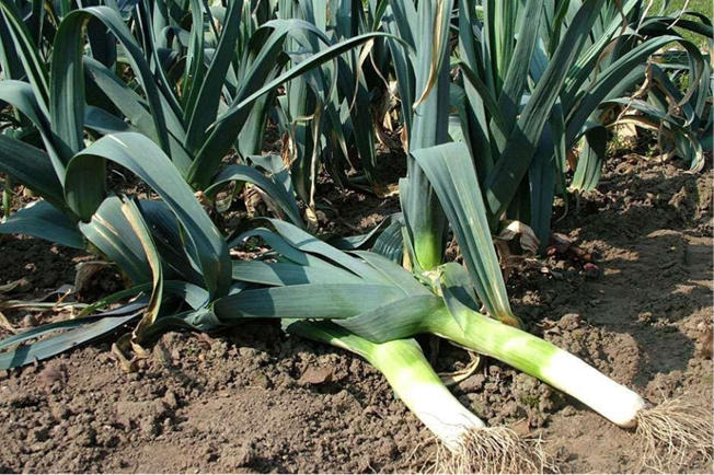 Leek