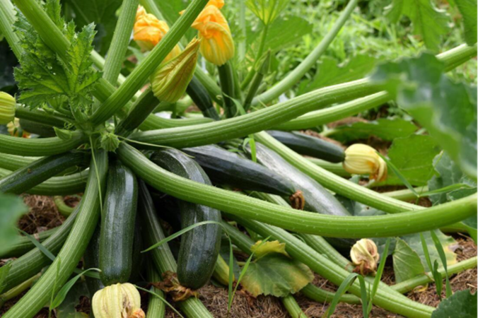 Zucchini