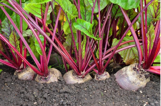 Beetroot